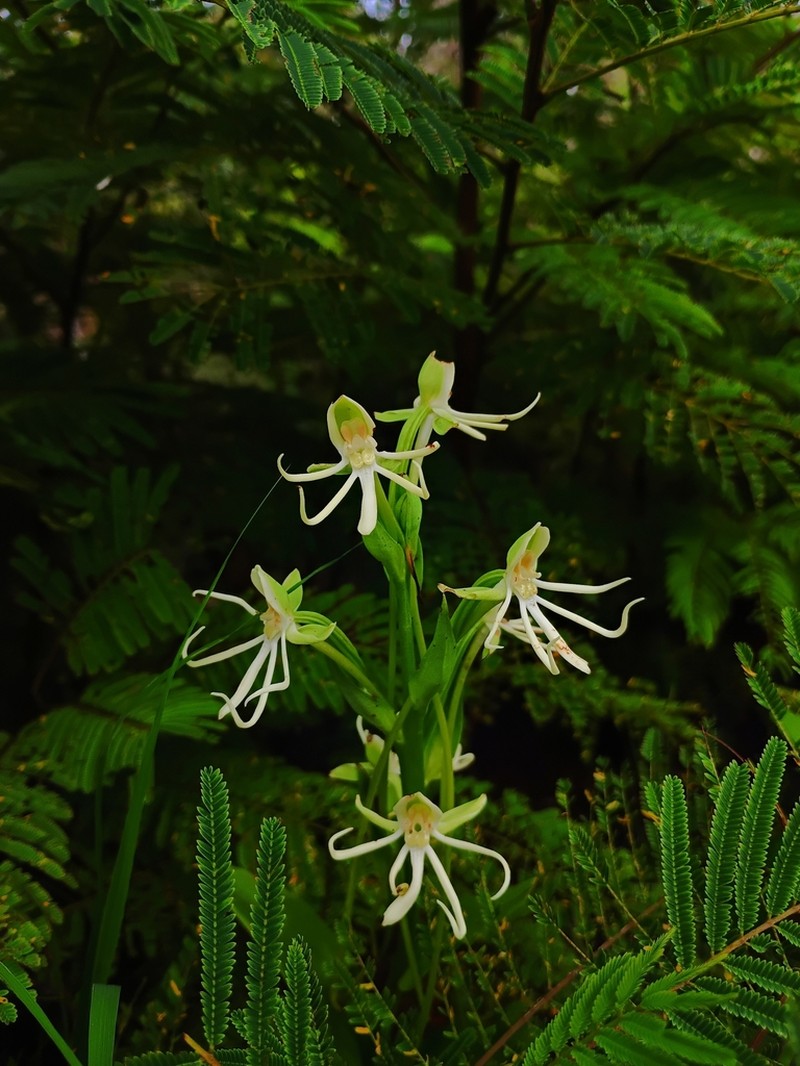 Big-Horn Bog Orchid photo 3