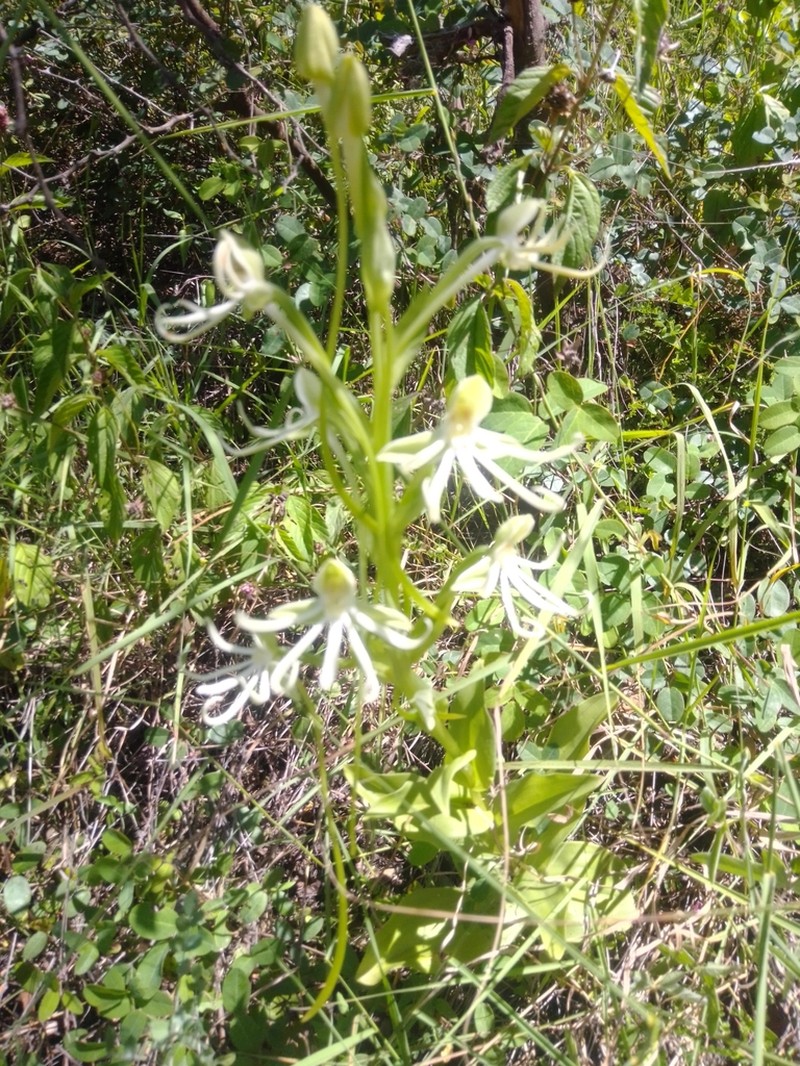 Big-Horn Bog Orchid photo 5