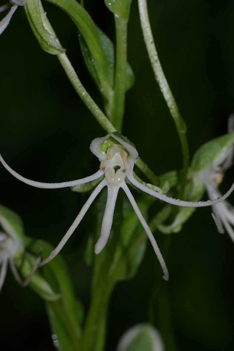 Big-Horn Bog Orchid photo 6