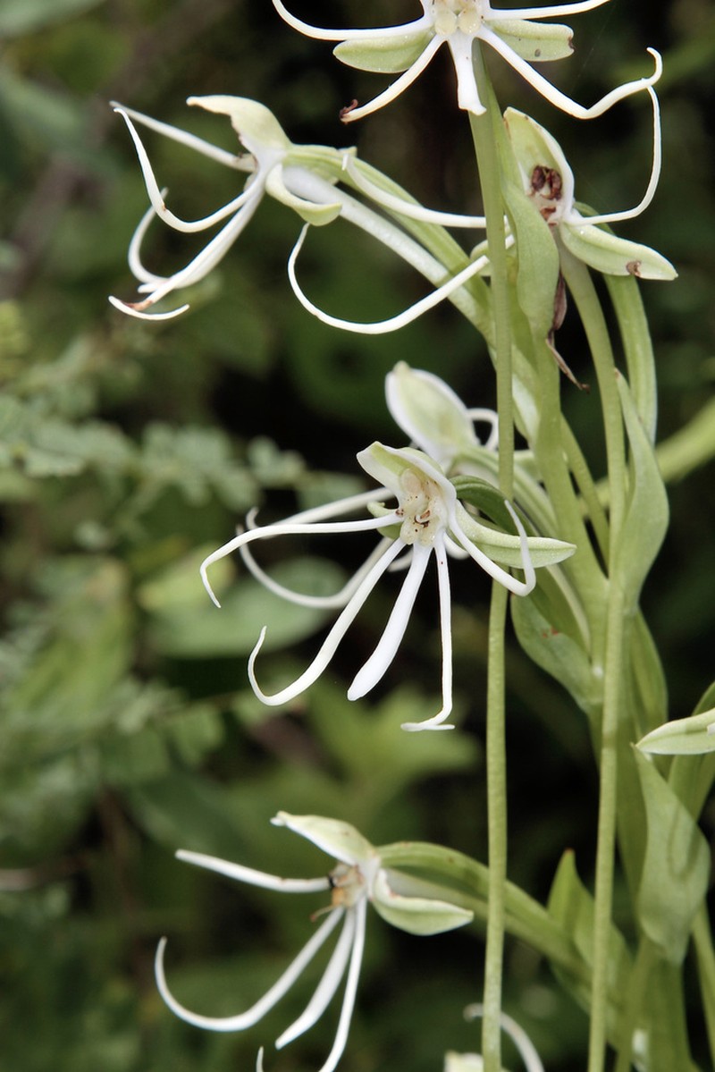 Big-Horn Bog Orchid photo 7