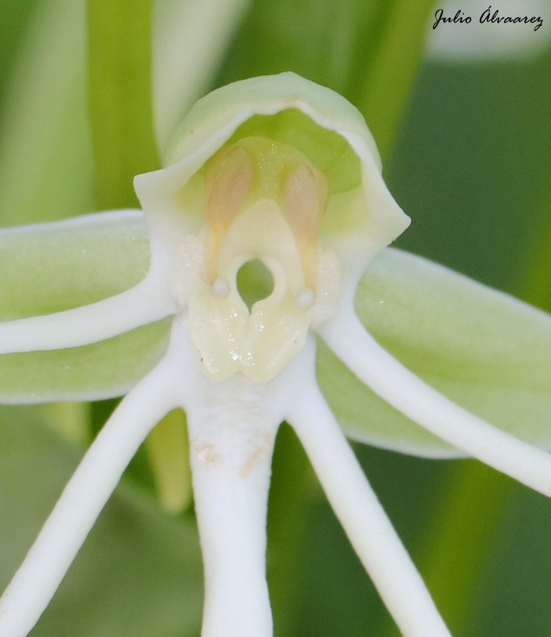 Big-Horn Bog Orchid photo 8
