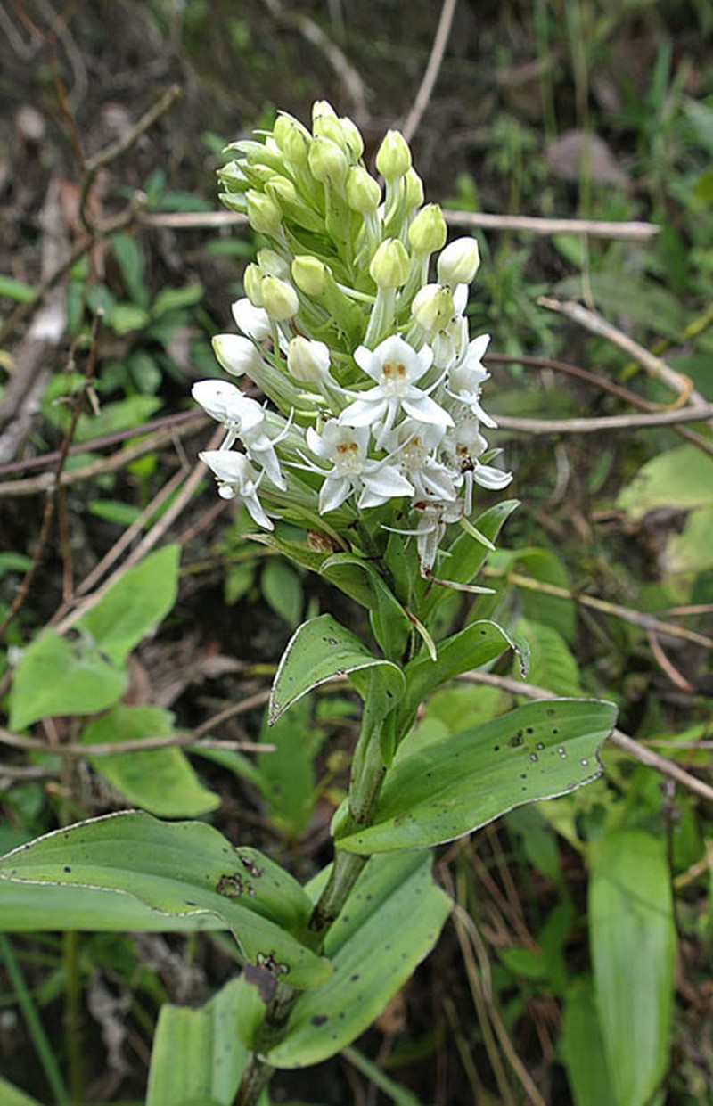 Tropical Bog Orchid