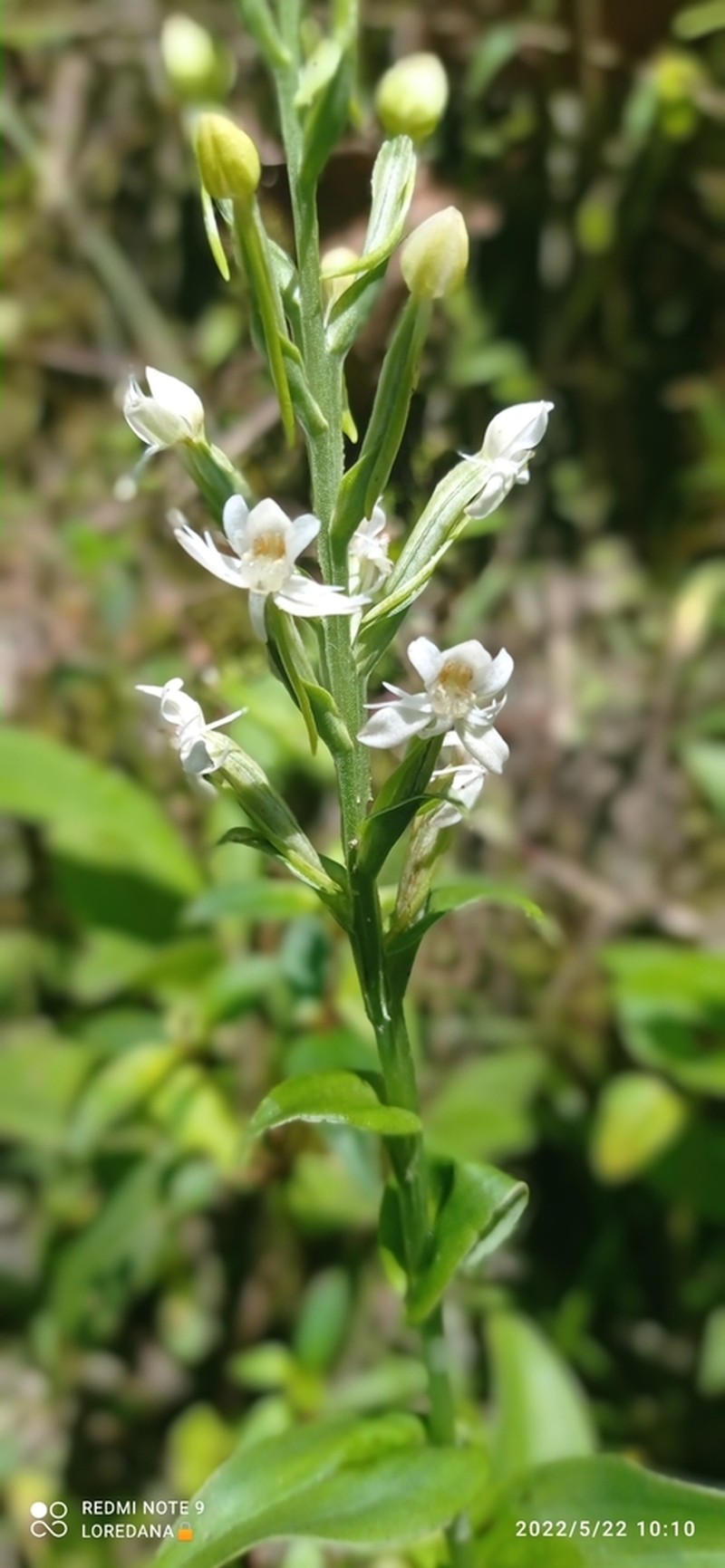 Tropical Bog Orchid