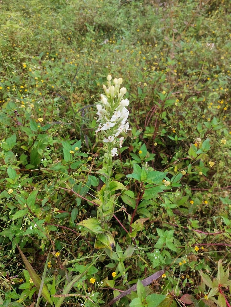 Tropical Bog Orchid photo 2