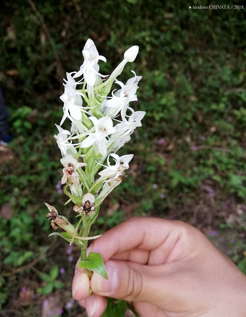 Tropical Bog Orchid photo 3