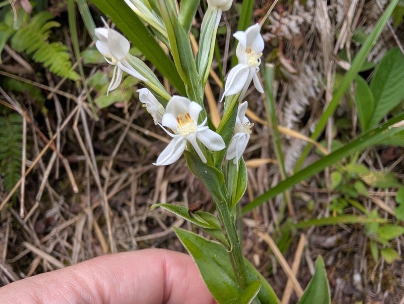 Tropical Bog Orchid photo 4