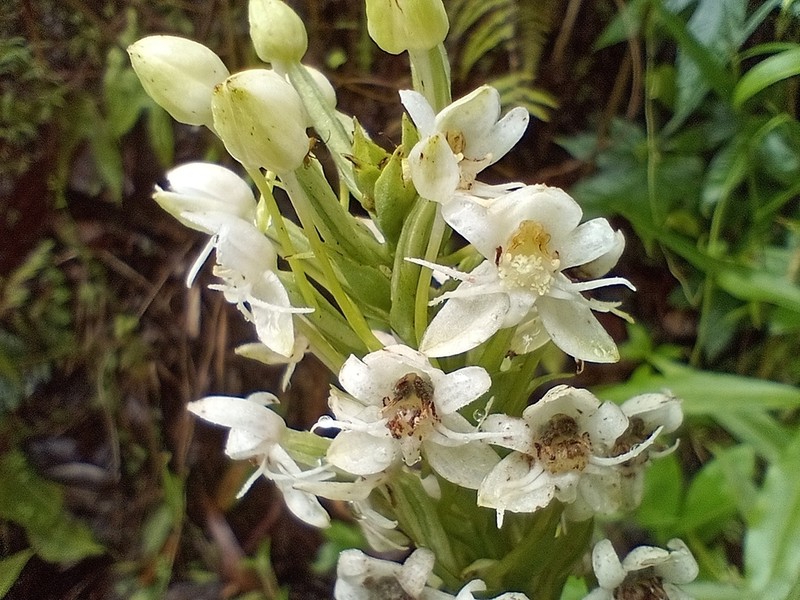 Tropical Bog Orchid photo 5