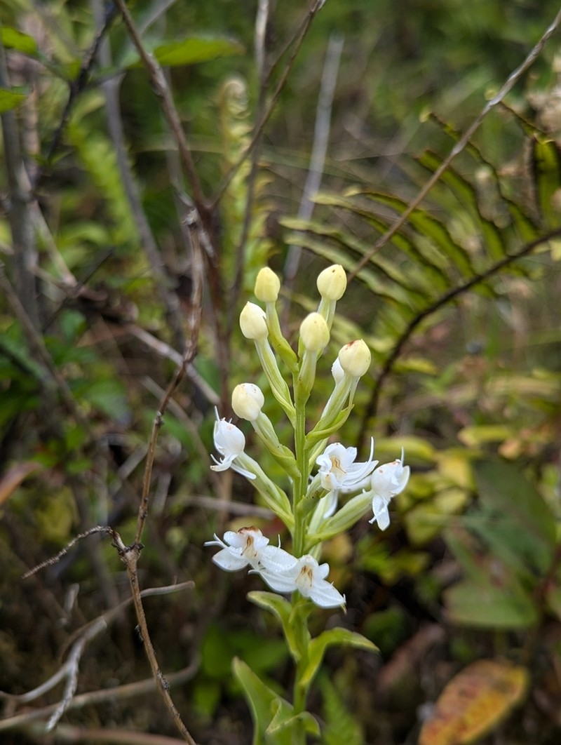 Tropical Bog Orchid photo 6