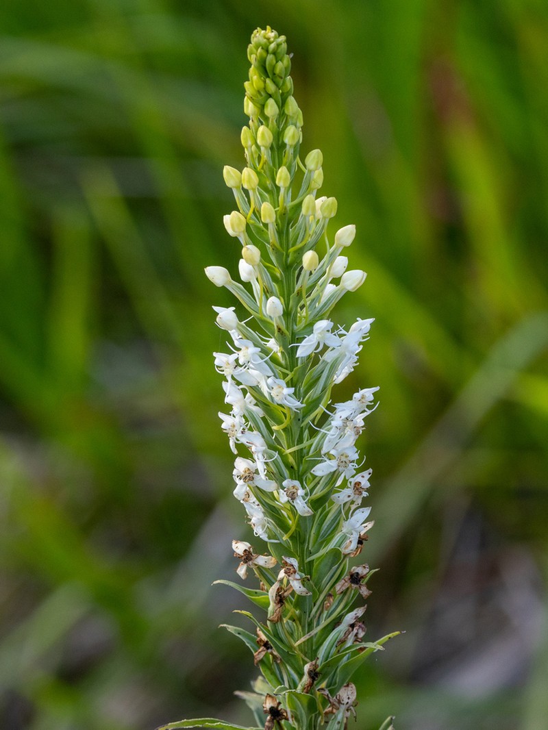 Tropical Bog Orchid photo 7
