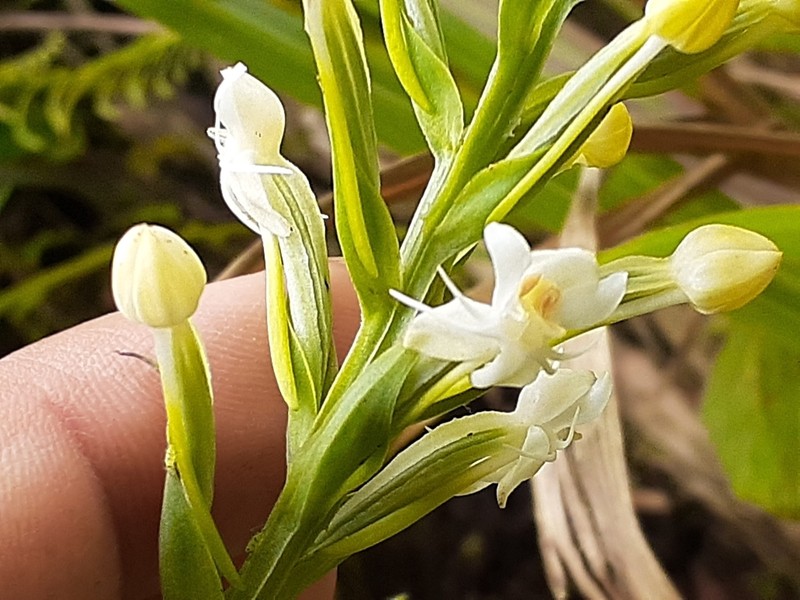 Tropical Bog Orchid photo 8
