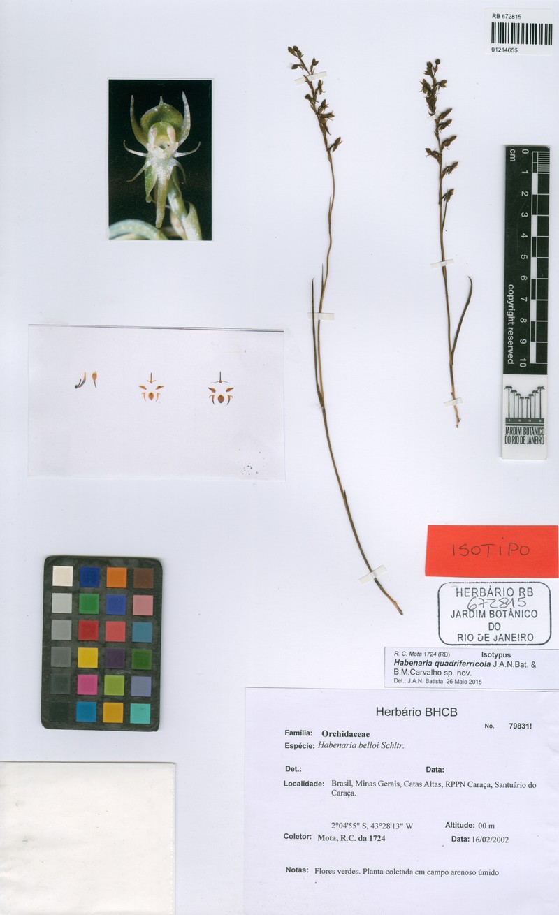 Habenaria quadriferricola