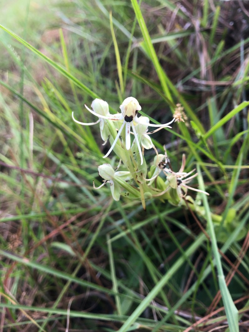 Longhorn Bog Orchid
