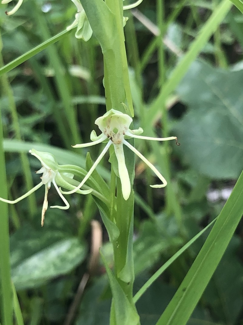 Longhorn Bog Orchid