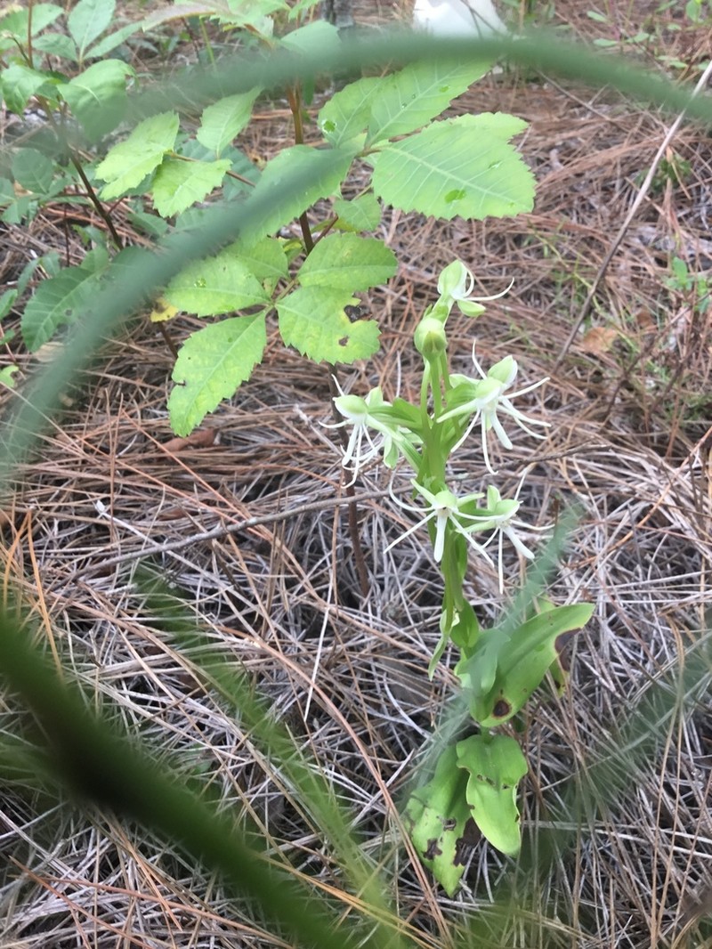 Longhorn Bog Orchid photo 2