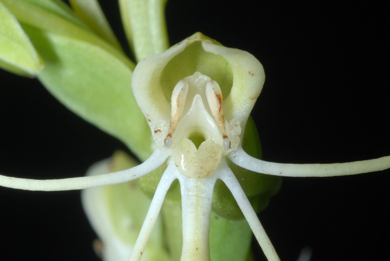 Longhorn Bog Orchid photo 3