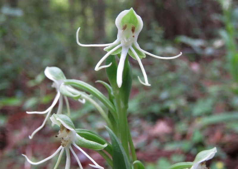 Longhorn Bog Orchid photo 4