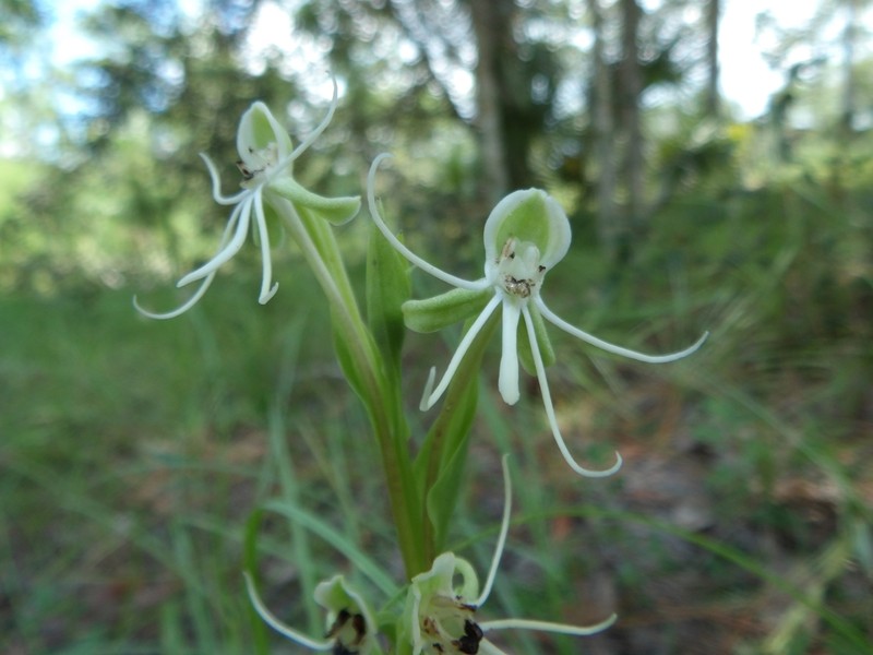 Longhorn Bog Orchid photo 5