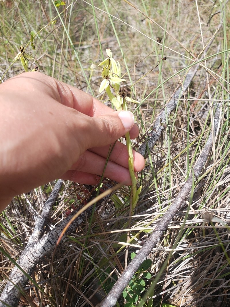 Longhorn Bog Orchid photo 6