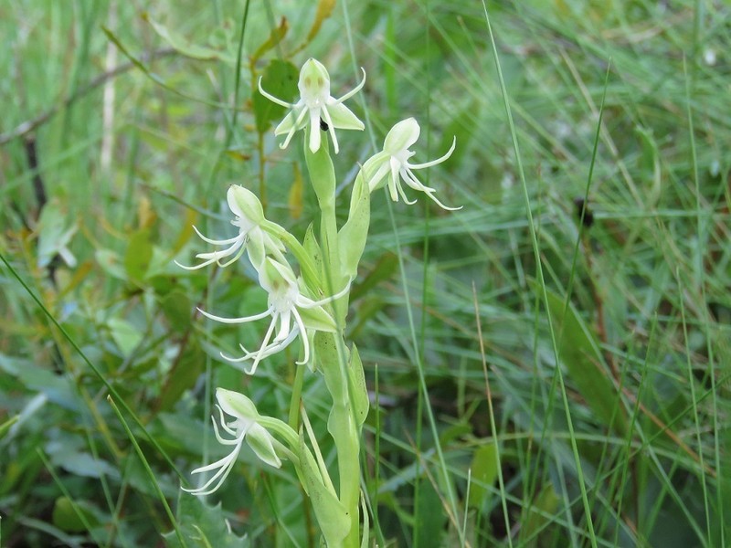 Longhorn Bog Orchid photo 7