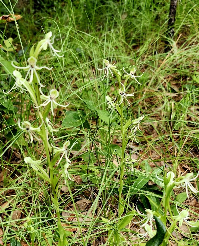 Longhorn Bog Orchid photo 8