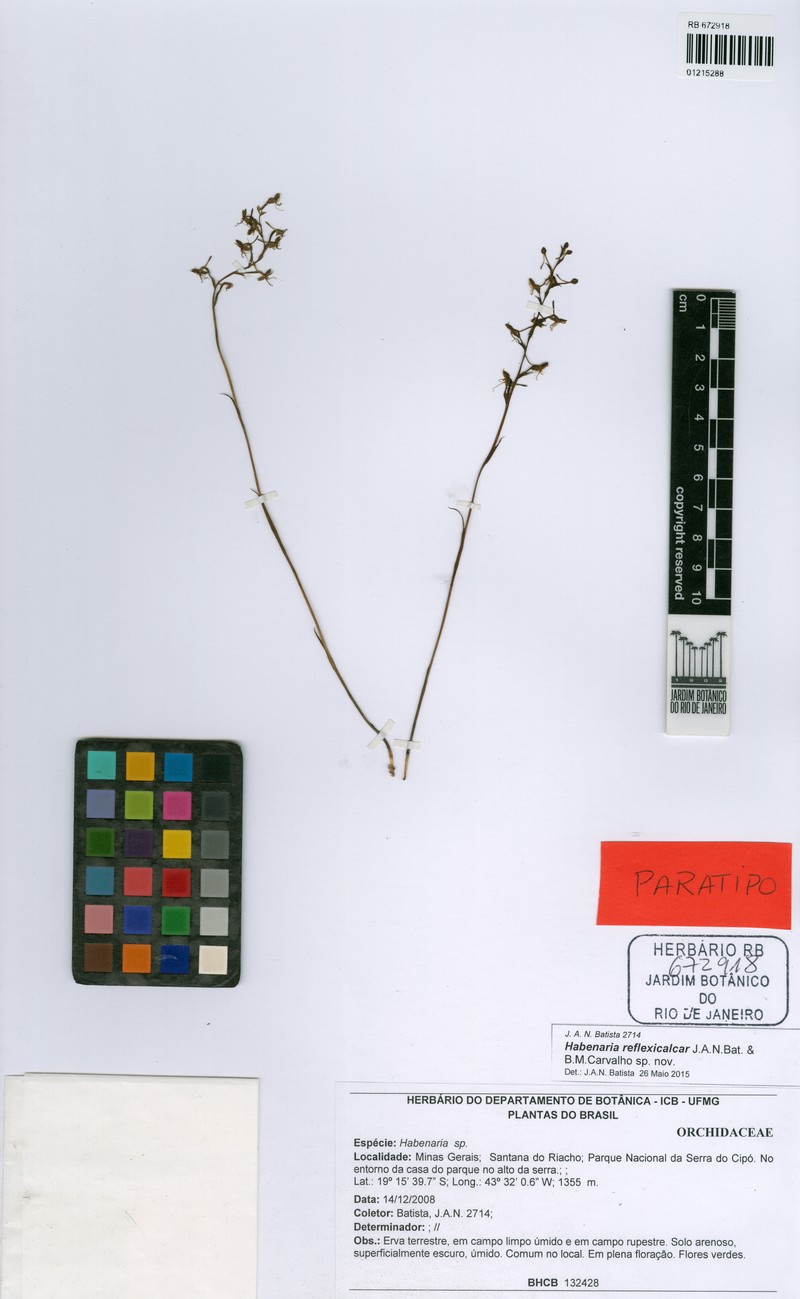 Habenaria reflexicalcar