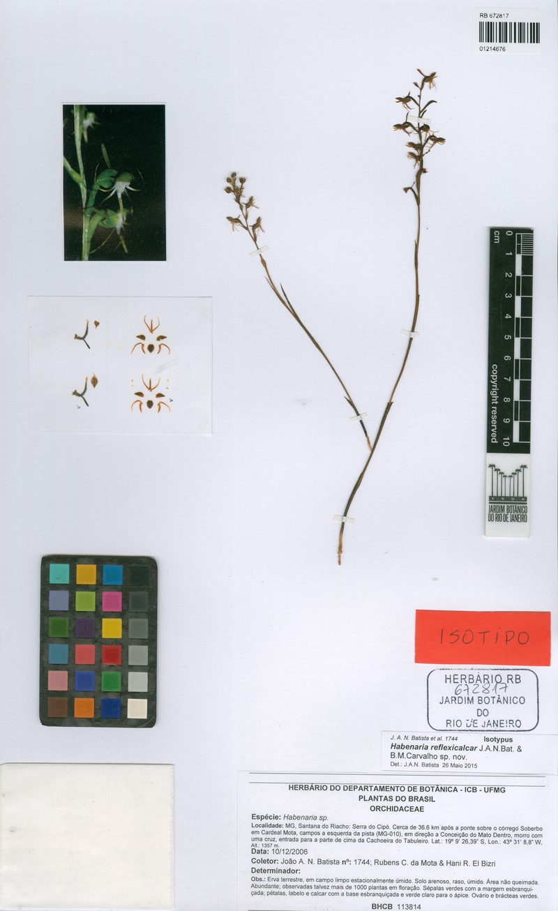 Habenaria reflexicalcar photo 2