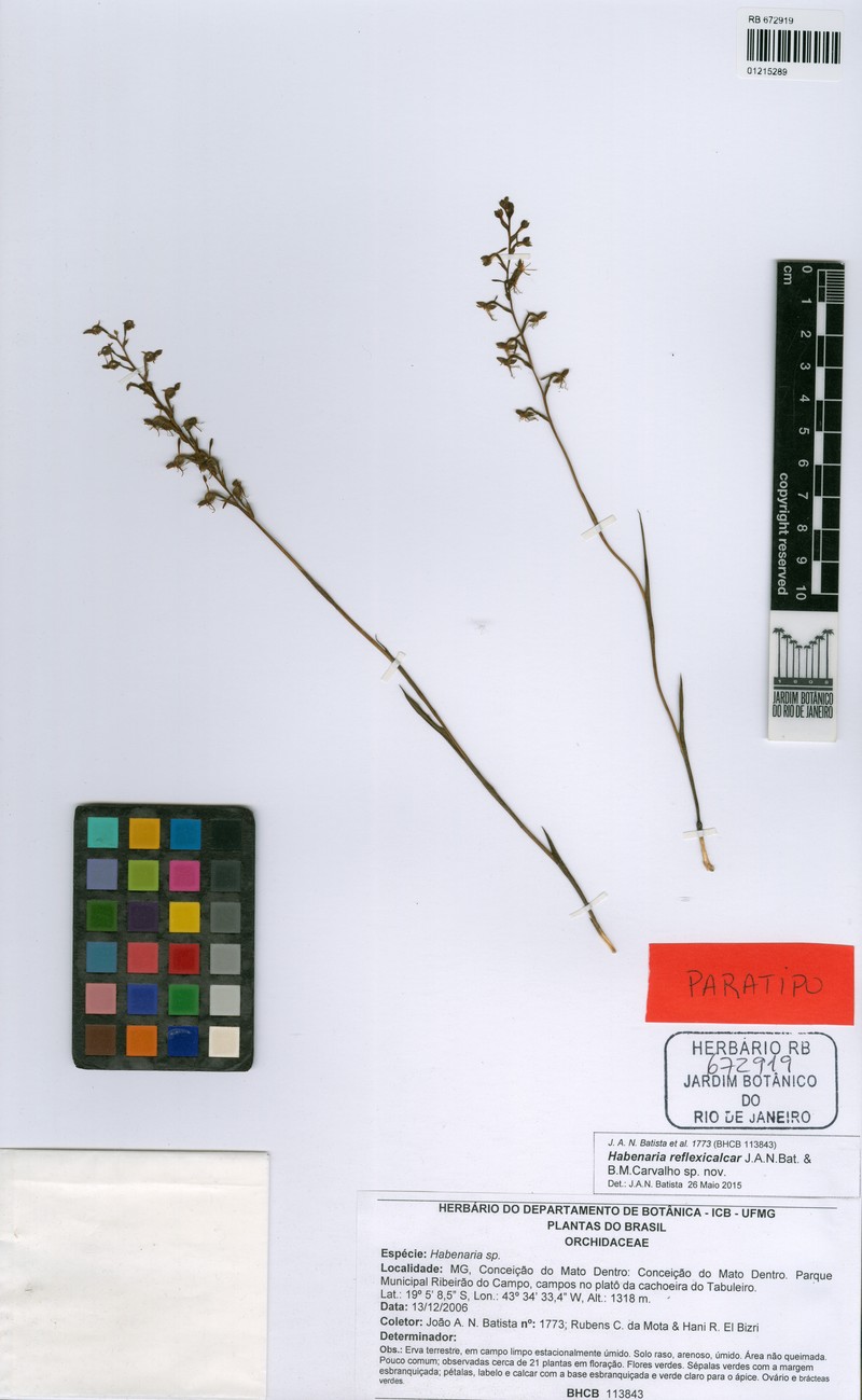 Habenaria reflexicalcar photo 3