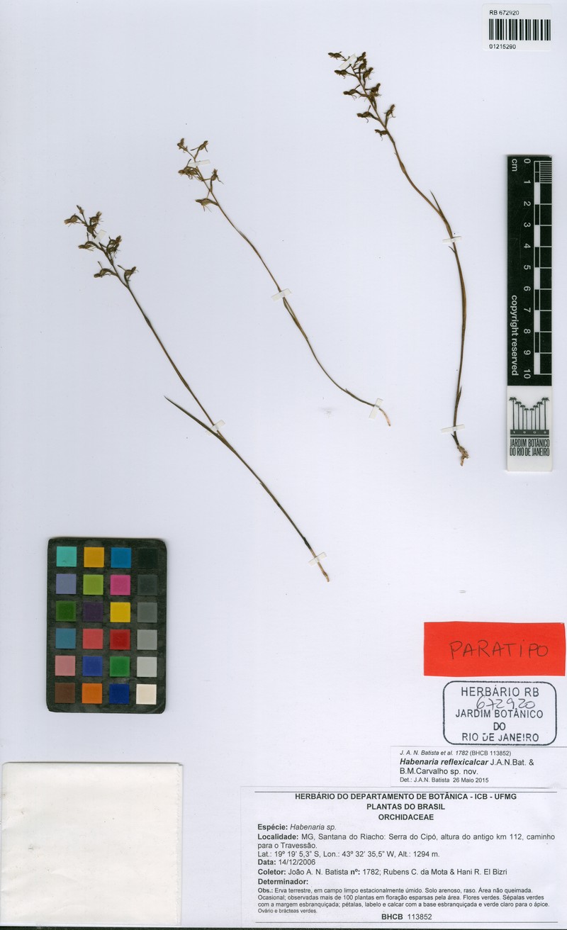 Habenaria reflexicalcar photo 4