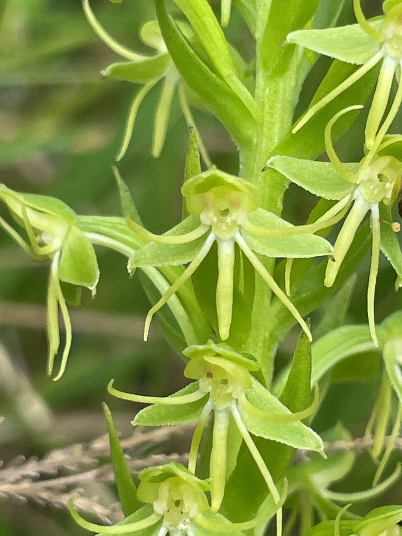 Waterspider Bog Orchid