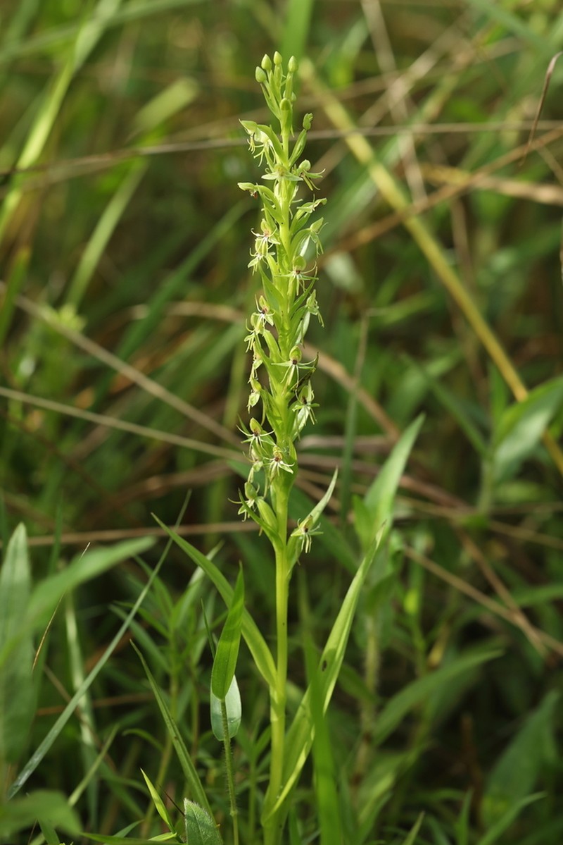 Waterspider Bog Orchid photo 2