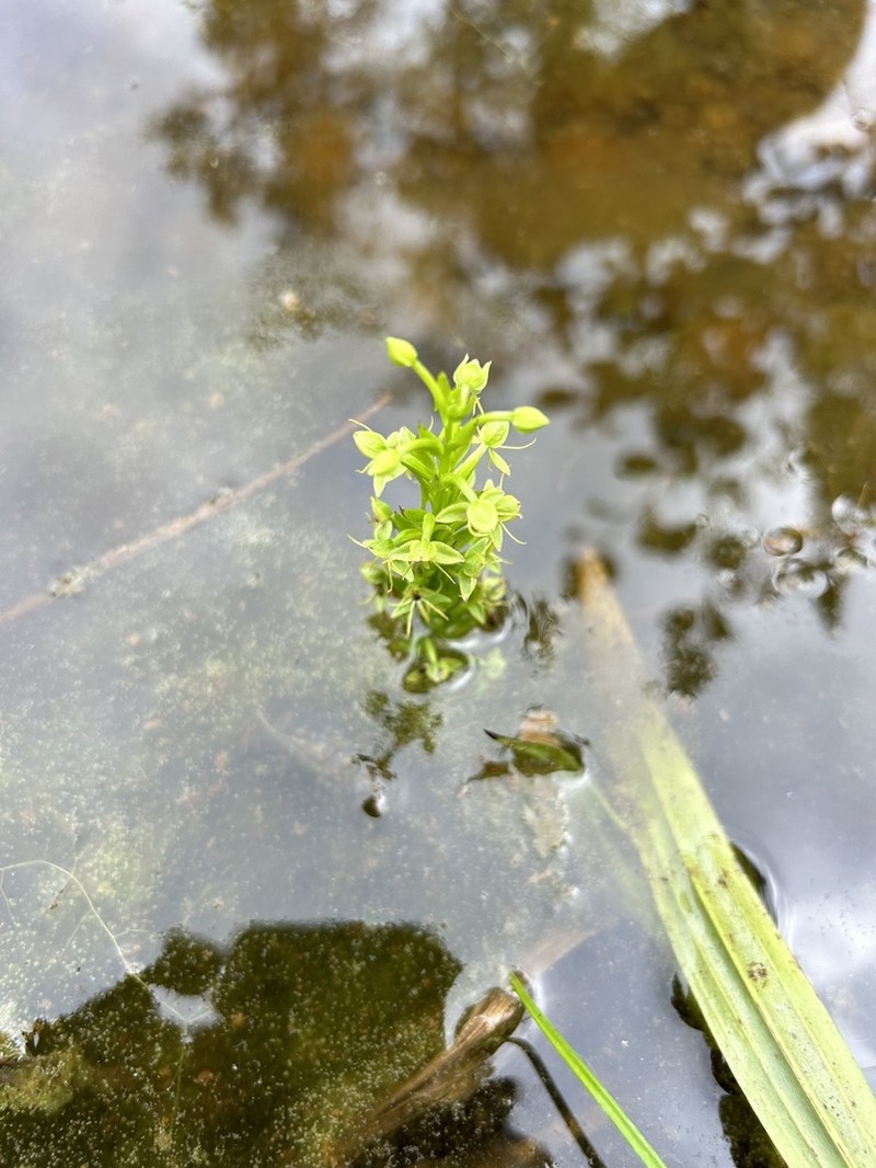 Waterspider Bog Orchid photo 3