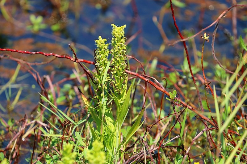 Waterspider Bog Orchid photo 4