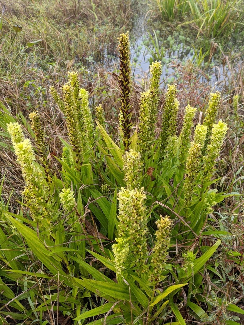 Waterspider Bog Orchid photo 5