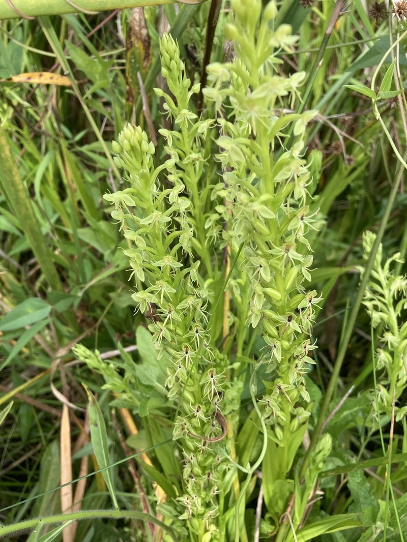 Waterspider Bog Orchid photo 6