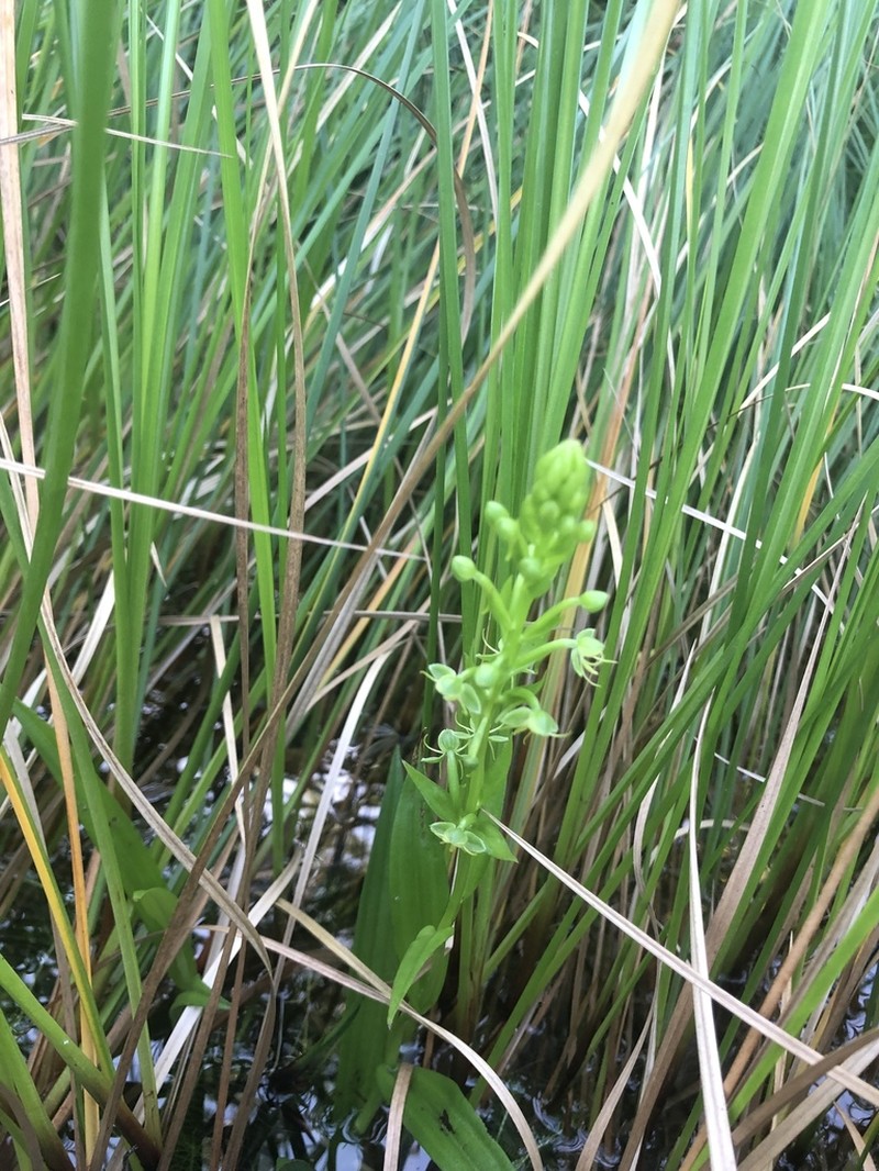 Waterspider Bog Orchid photo 7