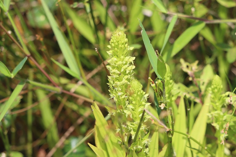 Waterspider Bog Orchid photo 8