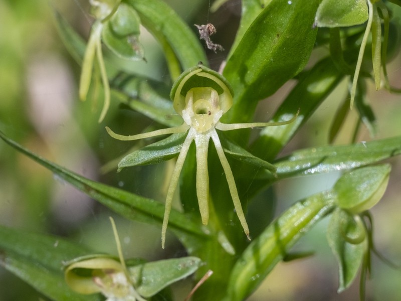 Habenaria repens var. repens