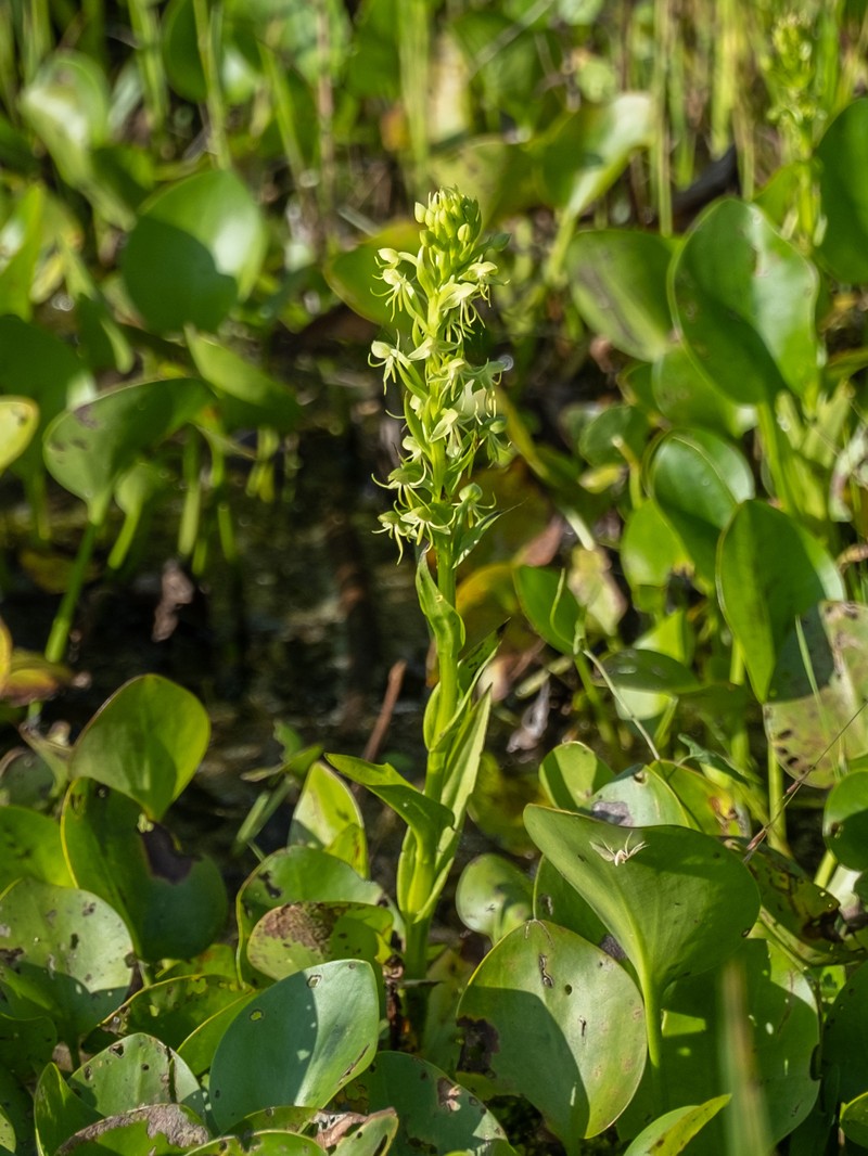 Habenaria repens var. repens photo 2