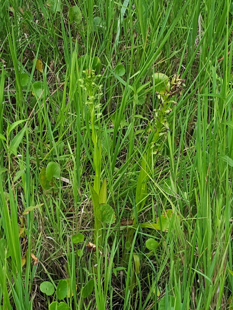 Habenaria repens var. repens photo 4