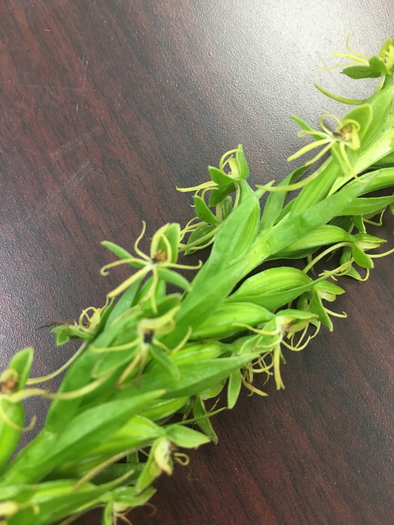 Habenaria repens var. repens photo 5