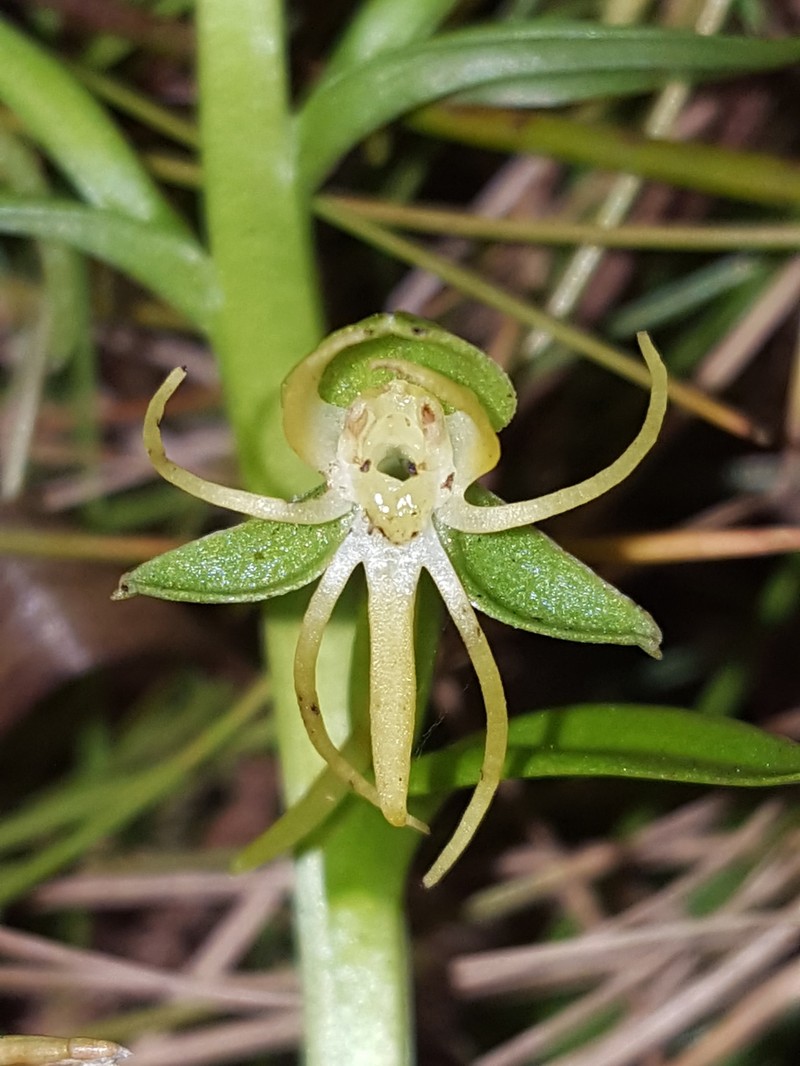 Habenaria repens var. repens photo 6