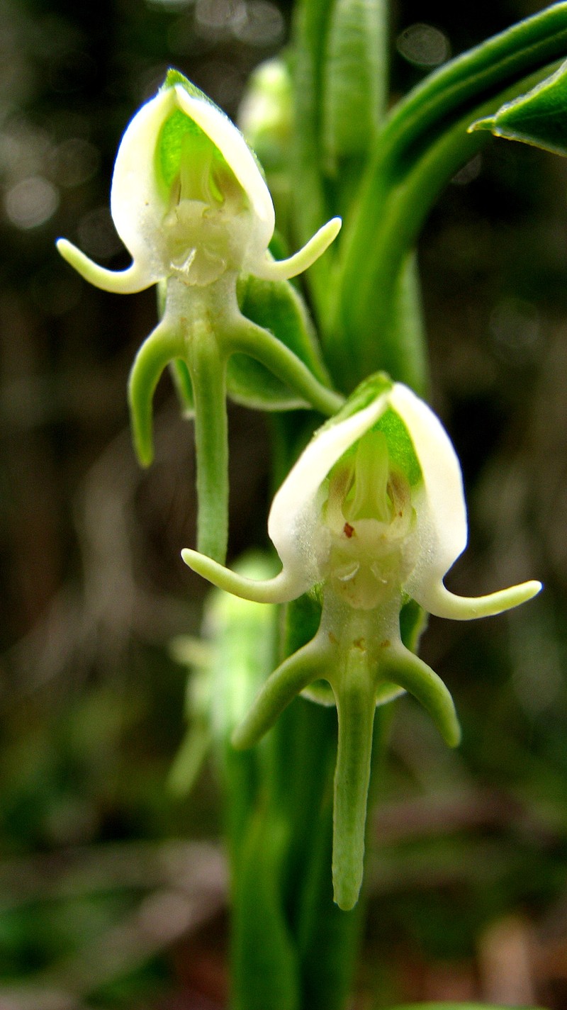 Bog Orchid