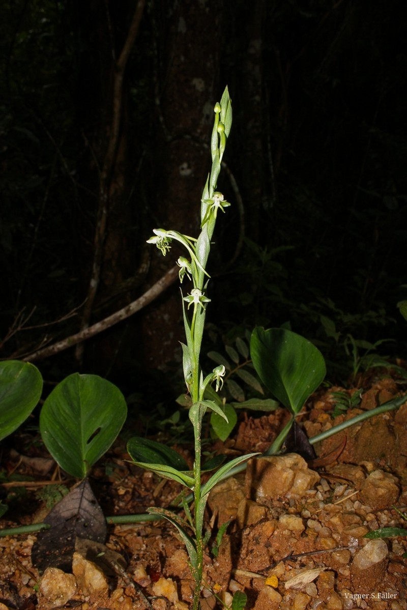 Bog Orchid