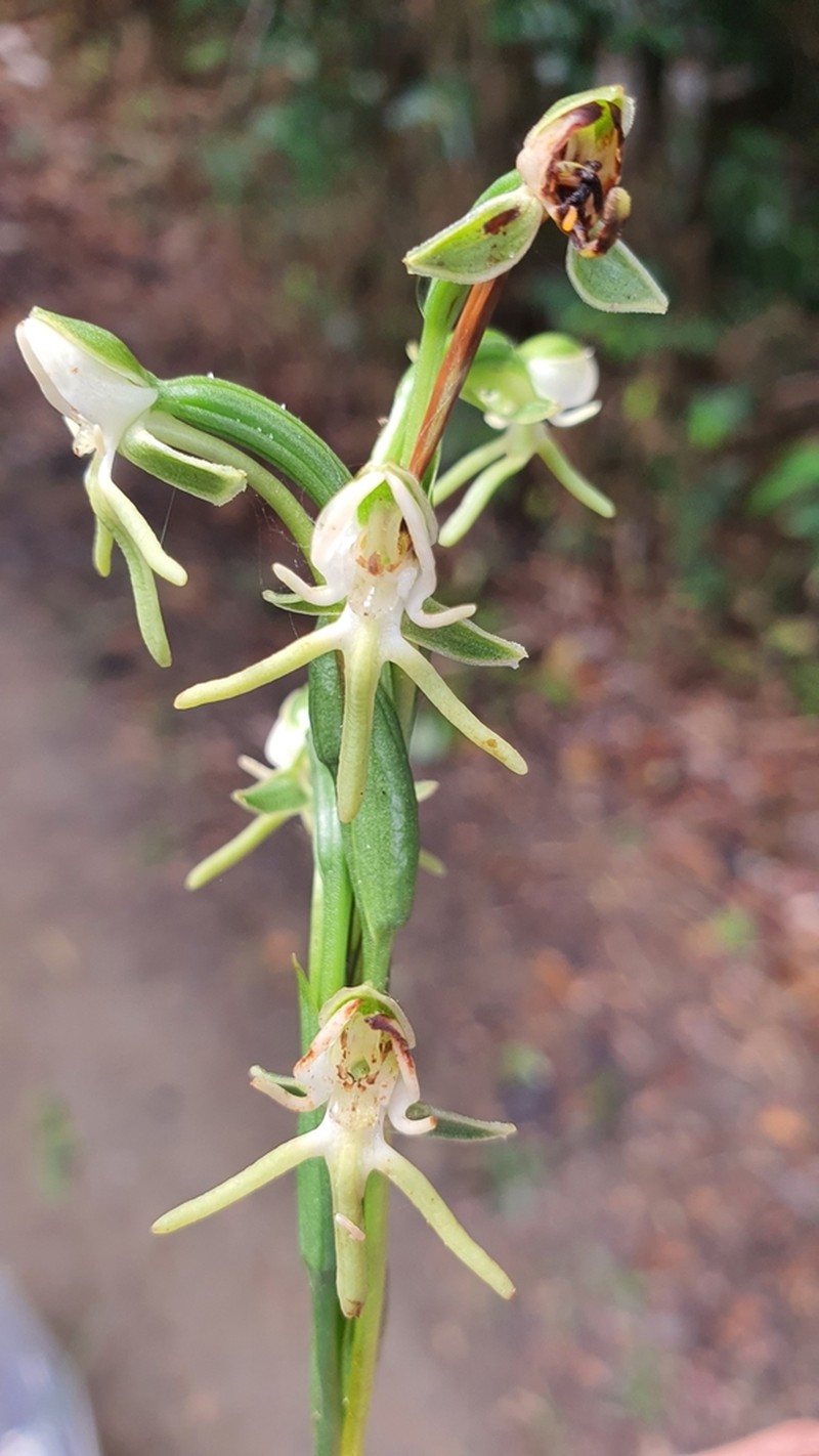 Bog Orchid photo 3