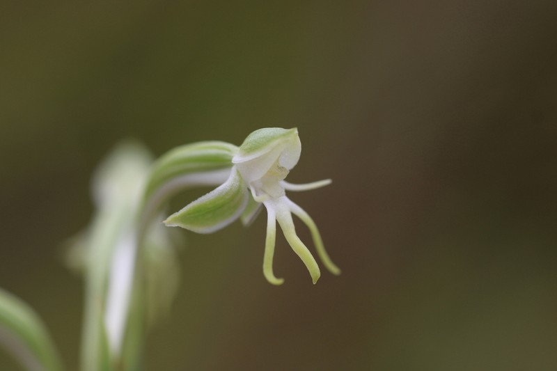 Bog Orchid photo 4