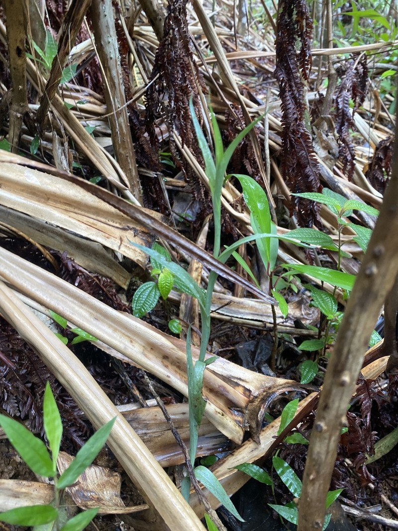 Bog Orchid photo 5
