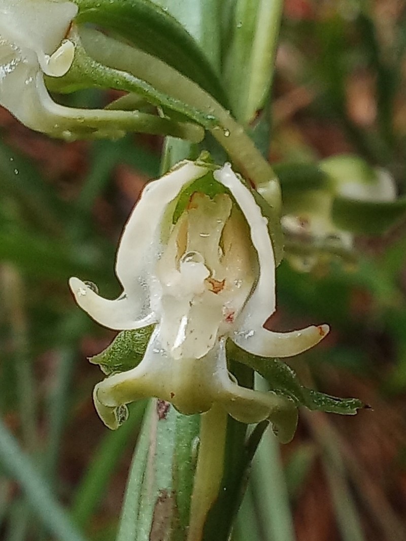 Bog Orchid photo 6