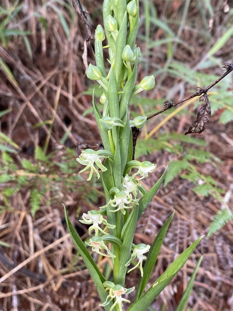 Bog Orchid photo 7