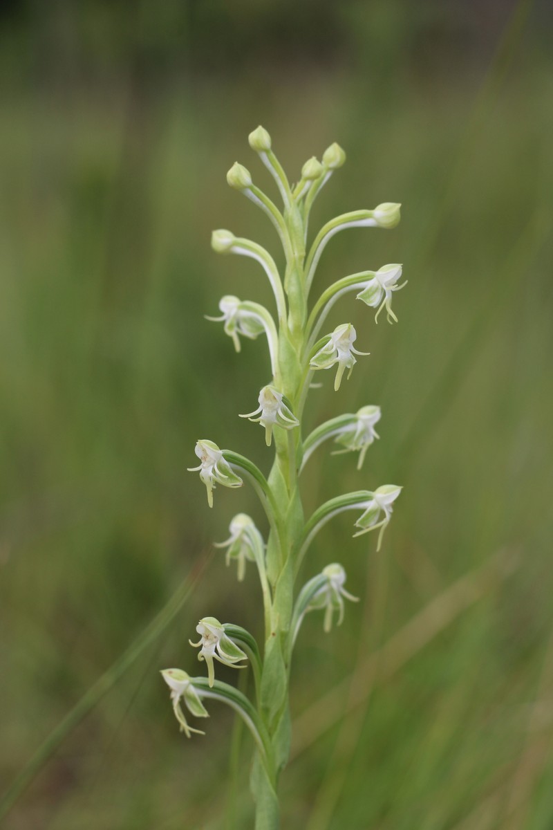 Bog Orchid photo 8