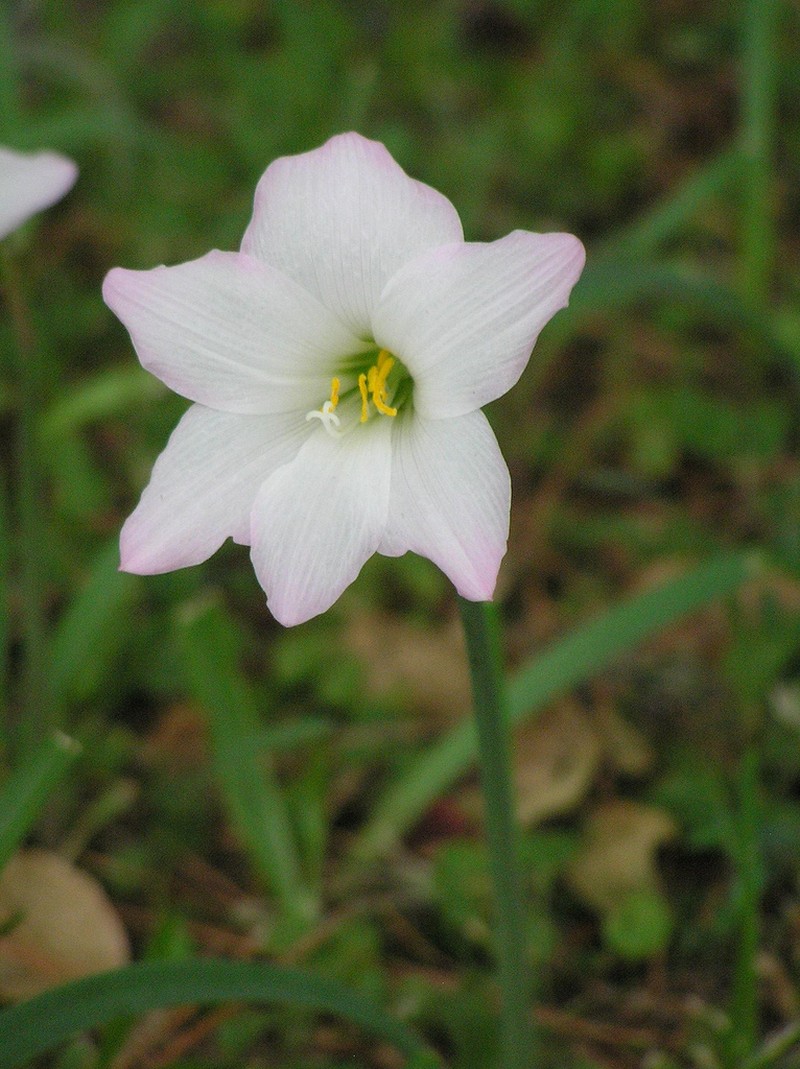 Brazilian Copperlily photo 2